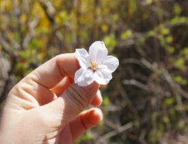 仁川樱花季